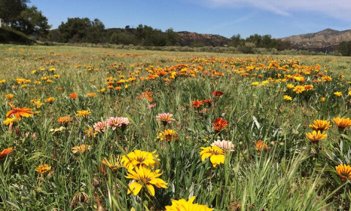 Petition Calls on Rancho Santa Margarita to Protect Flower Field From Redevelopment