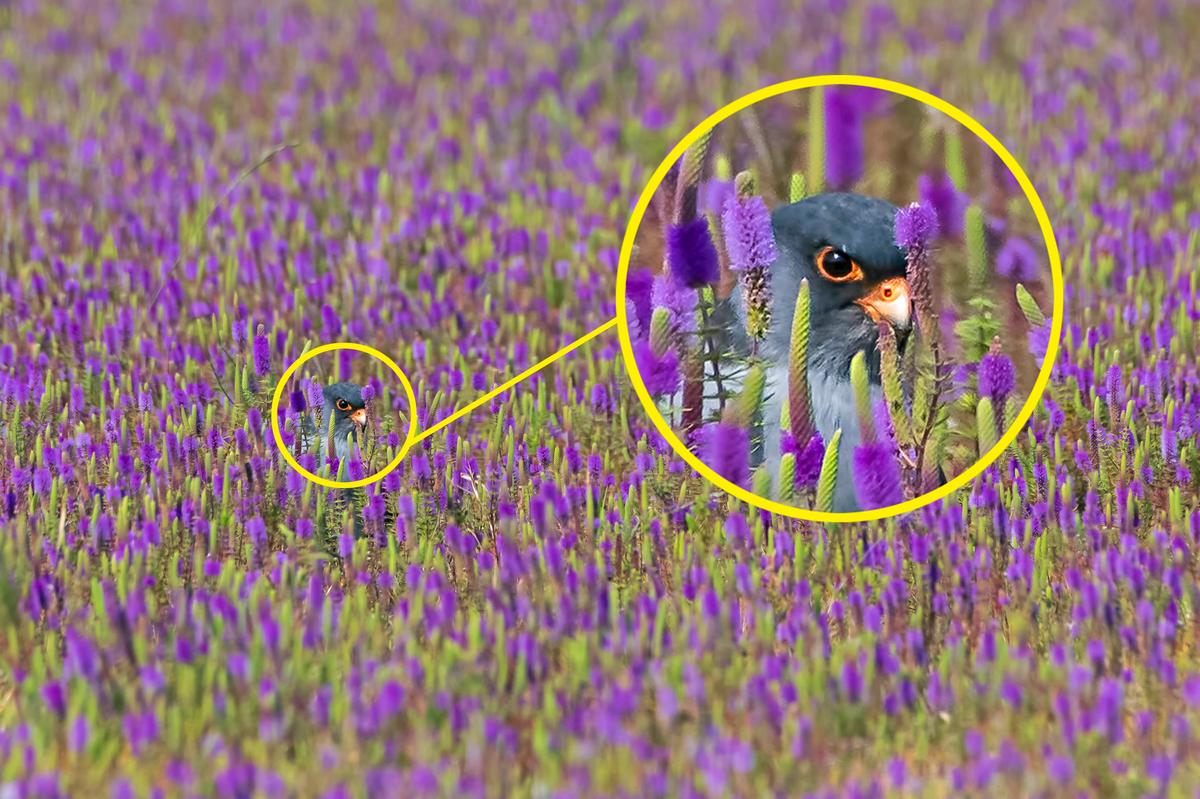 A bird of prey hides in a field of pogostemon deccanensis flowers in Lonavala, India. (@counting_feathers/Caters News)