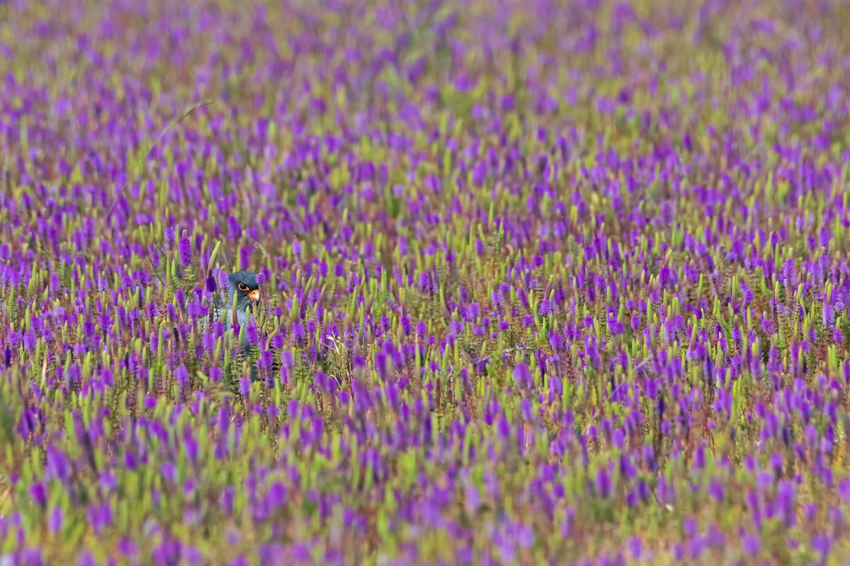 Can you spot the raptor hiding in the sea of purple flowers? (@counting_feathers/Caters News)