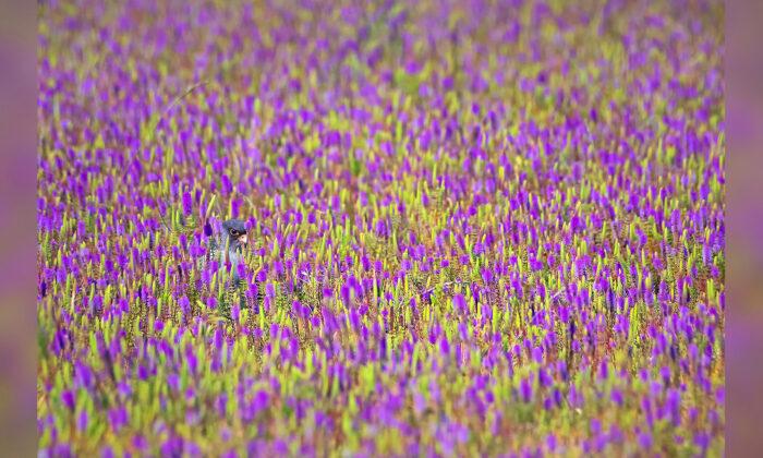 Can You Spot the Raptor Hiding in the Sea of Purple Flowers? (And Identify What Species It Is?)