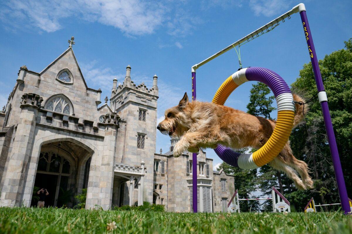 Chet, a berger picard, performs a jump in an agility obstacle in Tarrytown, N.Y., at the Lyndhurst Estate where the 145th Annual Westminster Kennel Club Dog Show will be held outdoors, on June 8, 2021. (John Minchillo/AP Photo)