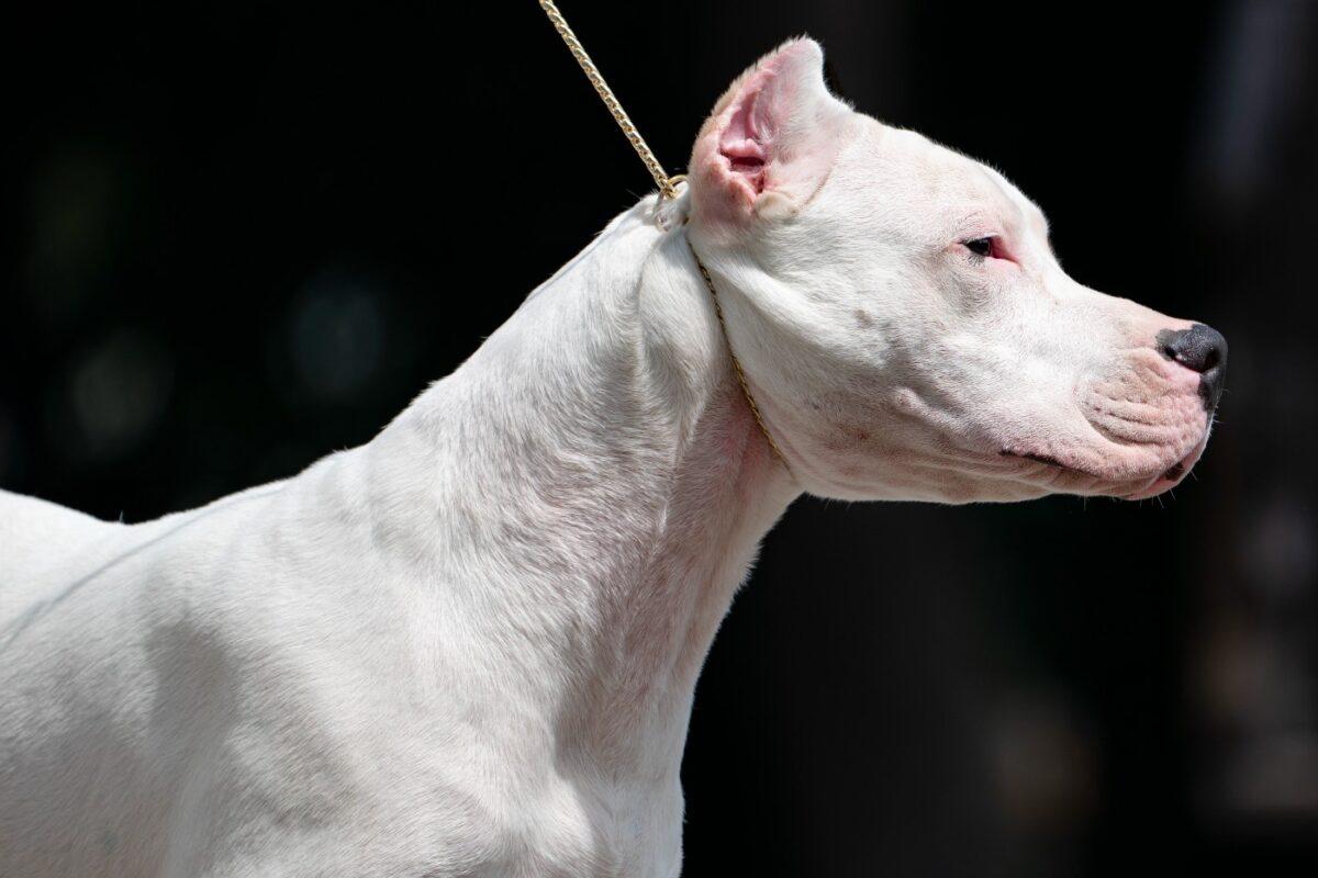 A dogo Argentino is presented for journalists during a news conference, in Tarrytown, N.Y., at the Lyndhurst Estate where the 145th Annual Westminster Kennel Club Dog Show will be held outdoors, on June 8, 2021. (John Minchillo/AP Photo)