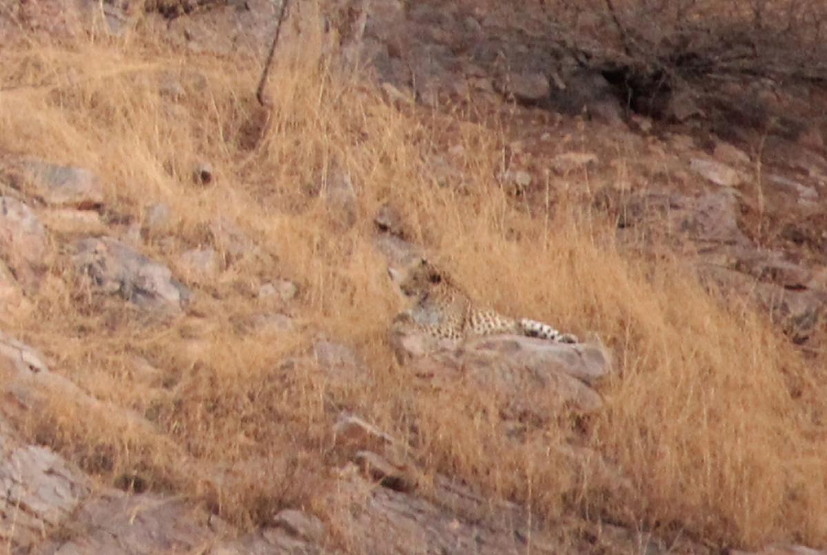 A detail of the photo confirms the leopard's presence. (Caters News)