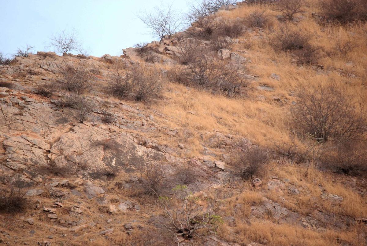 Another photo of the leopard, hidden in the rocky landscape. (Caters News)