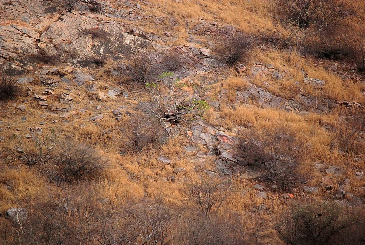 Abhinav Garg, 34, unknowingly snapped photos of a leopard in the Aravali Hills in western Rajasthan, India. (Caters News)
