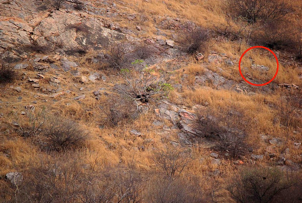 The well-camouflaged leopard's location is revealed here. (Caters News)