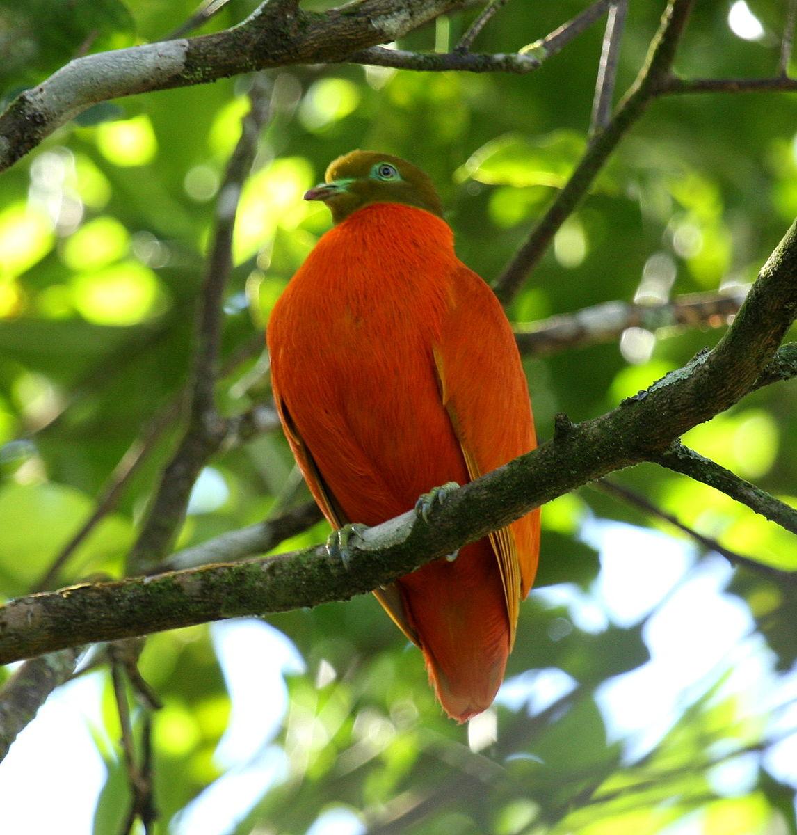 (Aviceda/<a href="https://en.wikipedia.org/wiki/File:Orangedove_taveuni_june2008.JPG">CC BY-SA 3.0</a>)