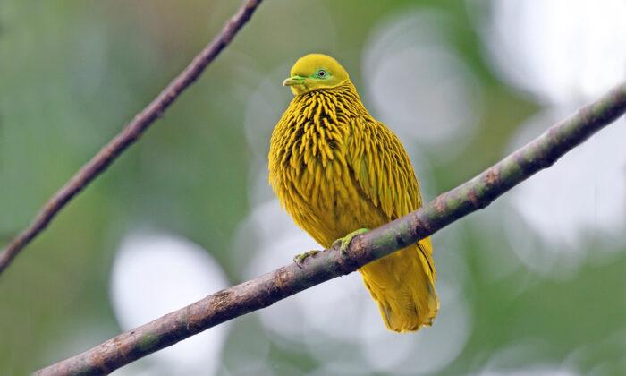 Meet the Golden Fruit Dove: A Gorgeous Bird That Will Stun You With Its Special Appearance
