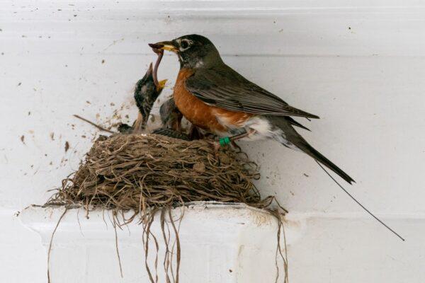 The antenna of an Argos satellite tag extends past the tail feathers of a female American robin as she feeds a worm to her hungry nestlings on a front porch in Cheverly, Md., on May 9, 2021. (Carolyn Kaster/AP Photo)