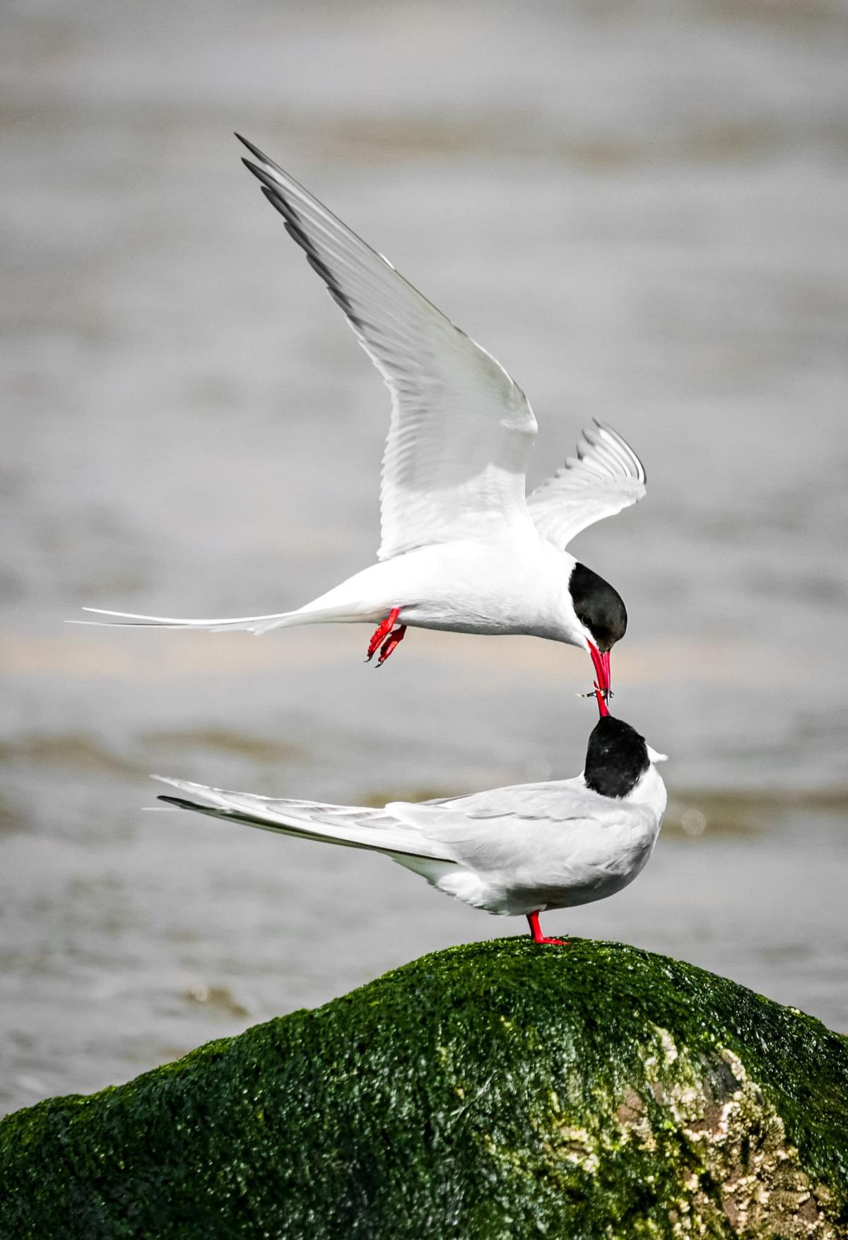 A photo shows arctic terns passing each other a tiny fish at Newburgh beach in Aberdeenshire, UK. (SWNS)