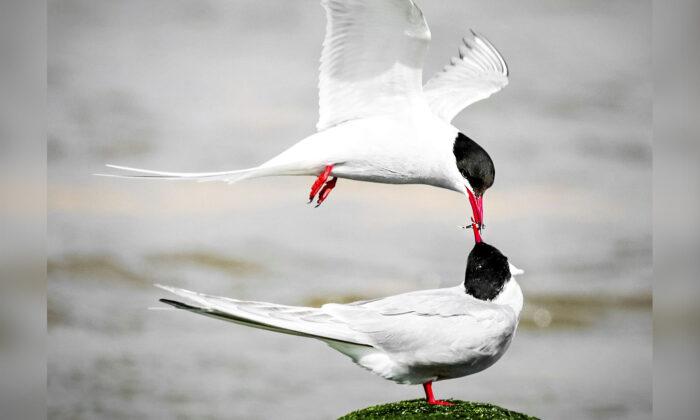 UK Photographer Snaps Stunning Picture of 2 ‘Lovebirds’ Appearing to Share a Kiss