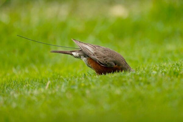 The antenna of an Argos satellite tag extends past the tail feathers of an American robin as it bobs its head down to feed on worms and insects on a lawn in Cheverly, Md., on May 9, 2021. (Carolyn Kaster/AP Photo)