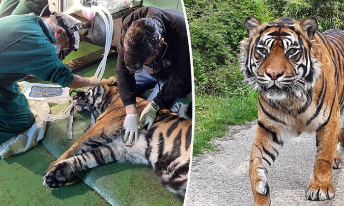 Vet Performs World-First Surgery to Save Aged 205lb Sumatran Tiger’s Ulcerated Eye