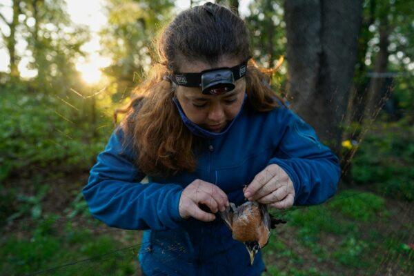 Avian ecologist and Georgetown University Ph.D. student Emily Williams gently untangles an American robin from a nylon mist net, in Silver Spring, Md., on April 24, 2021. (Carolyn Kaster/AP Photo)