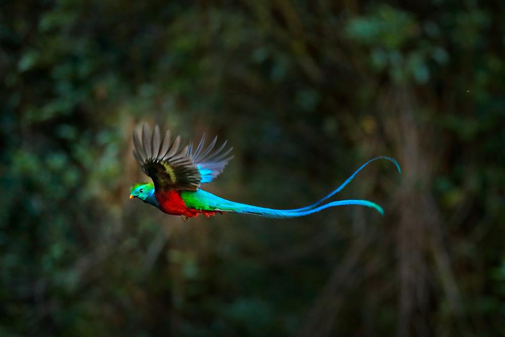 The elusive flying resplendent quetzal. (Ondrej Prosicky/Shutterstock)