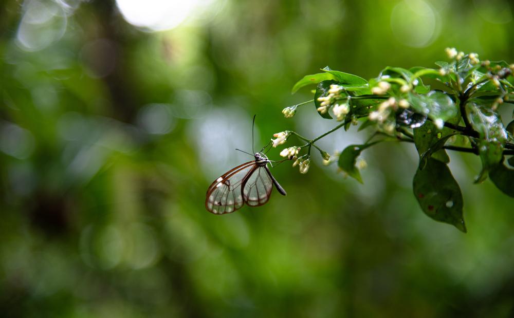A glasswing butterfly, with its transparent wings. (Lukas Kovarik/Shutterstock)