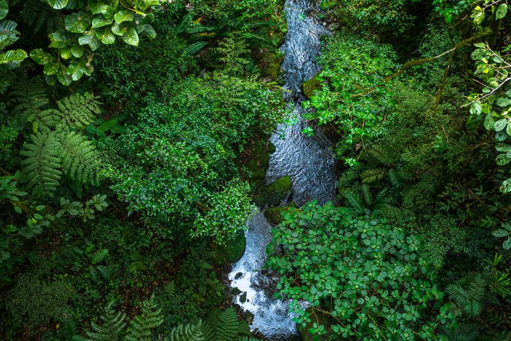 An aerial view of a river flowing through the lush green cloudforest of Monteverde. (christianthiel.net/Shutterstock)