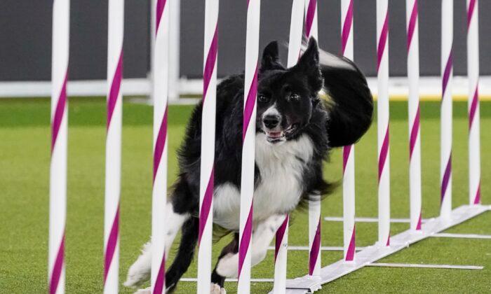 Border Collie Verb Wins Agility Title at Unique Westminster