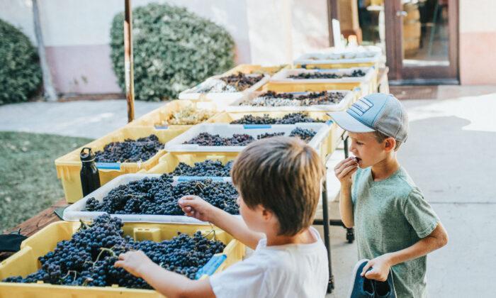 Kids Join the Fun at Family-Friendly Wineries