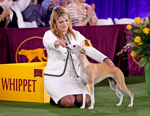 Bourbon the Whippet competes in Best in Show at the 145th Annual Westminster Kennel Club Dog Show in Tarrytown, N.Y., on June 13, 2021. (Michael Loccisano/Getty Images)
