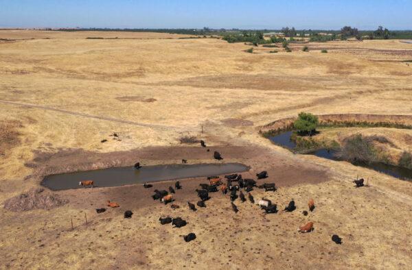 In an aerial view, cattle gather around a pond on a ranch in Snelling, Calif., on May 26, 2021. (Justin Sullivan/Getty Images)