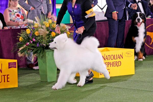 Striker the Samoyed wins the Working Group at the 145th Annual Westminster Kennel Club Dog Show in Tarrytown, N.Y., on June 13, 2021. (Michael Loccisano/Getty Images)
