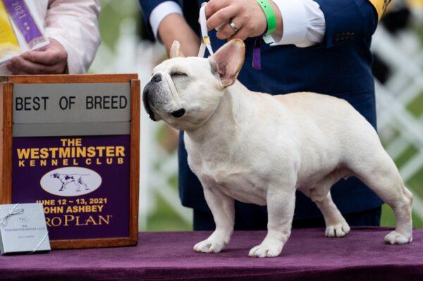 Mathew, a French bulldog, wins the top prize in his breed group at the 145th Annual Westminster Kennel Club Dog Show in Tarrytown, N.Y., on June 12, 2021. (John Minchillo/AP Photo)
