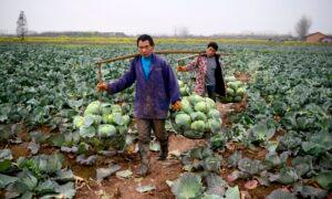 China’s Food Security in Crisis as Its Population Ages