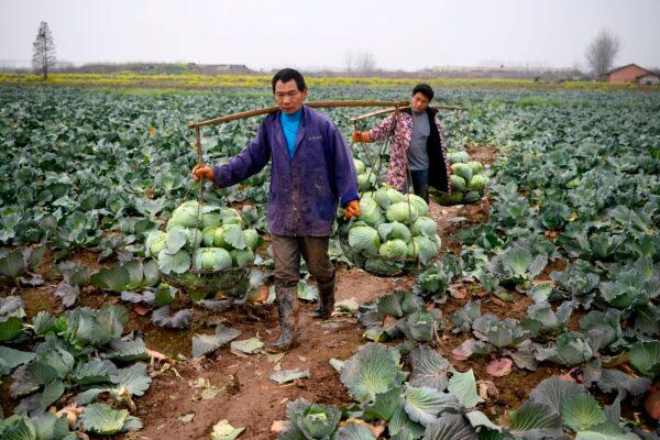 Farmers harvest cabbage at Huarong county in southern China’s Hunan Province on March 5, 2020. (Noel Celis/AFP via Getty Images)