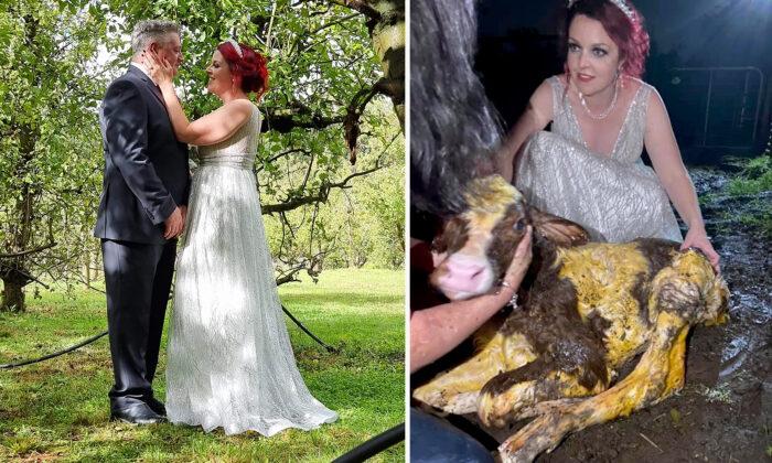 Bride Leaves Wedding Reception to Help Her Cow Deliver a Calf While Still Clad in Her Gown