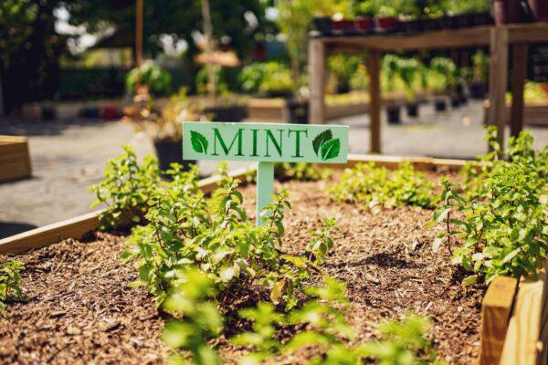 Mint has many culinary and medicinal uses, can be grown easily and is pest and rot resistant. (Jonathan Gutierrez)
