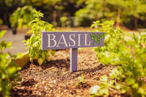 Basil is a flavorful herb which has been proven to have many health benefits. (Jonathan Gutierrez)
