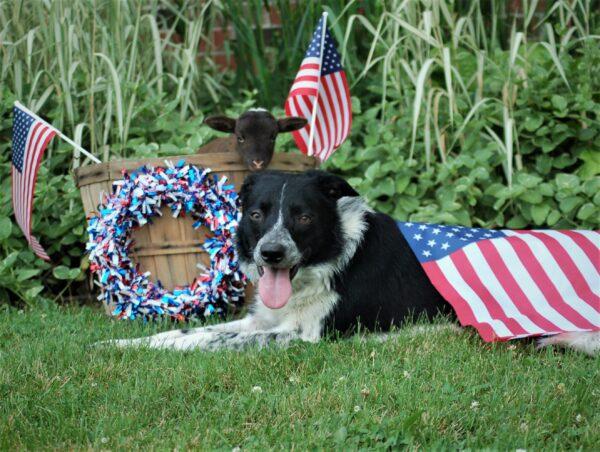 Jack the border collie, and Jill the lamb enjoying July 4th at home. (Denise Rackley)