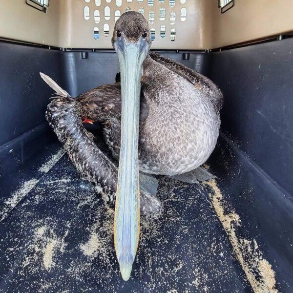 During the past few months, more than 32 pelicans have arrived at the Wetlands and Wildlife Care Center in Huntington Beach. Badly mutilated, less than a dozen of the pelicans survived their injuries, which authorities say point to intentional acts. (Courtesy of Wetlands and Wildlife Care Center of Orange County)