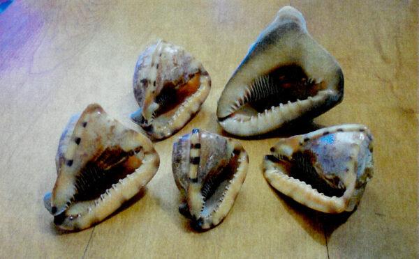 The seashells gifted by the author to his children. (Courtesy of Wayne A. Barnes)