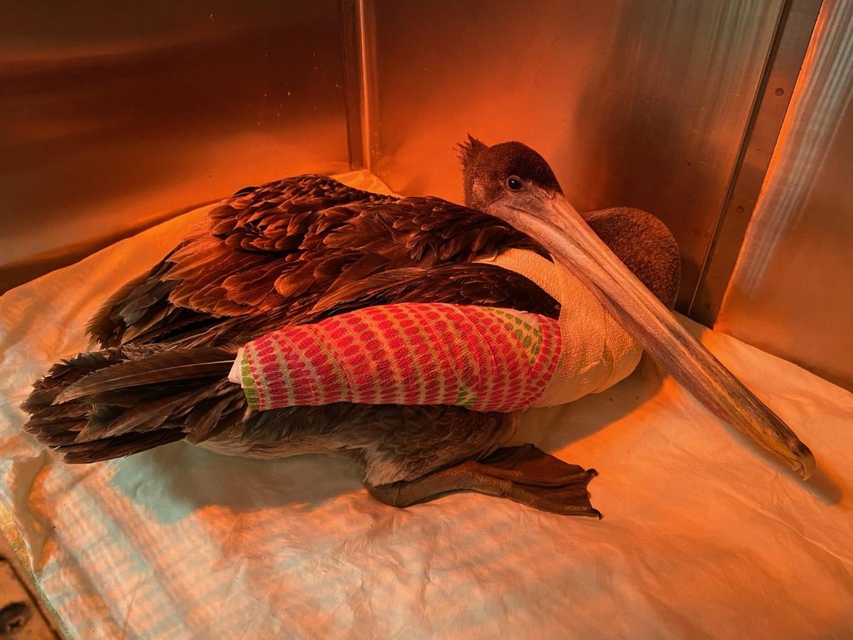Deadly Attacks on Pelicans Wreak Havoc Along SoCal Coast