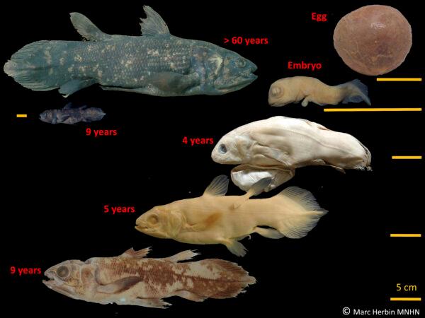 The development stages of the coelacanth fish. (Marc Herbin/MNHN via AP)