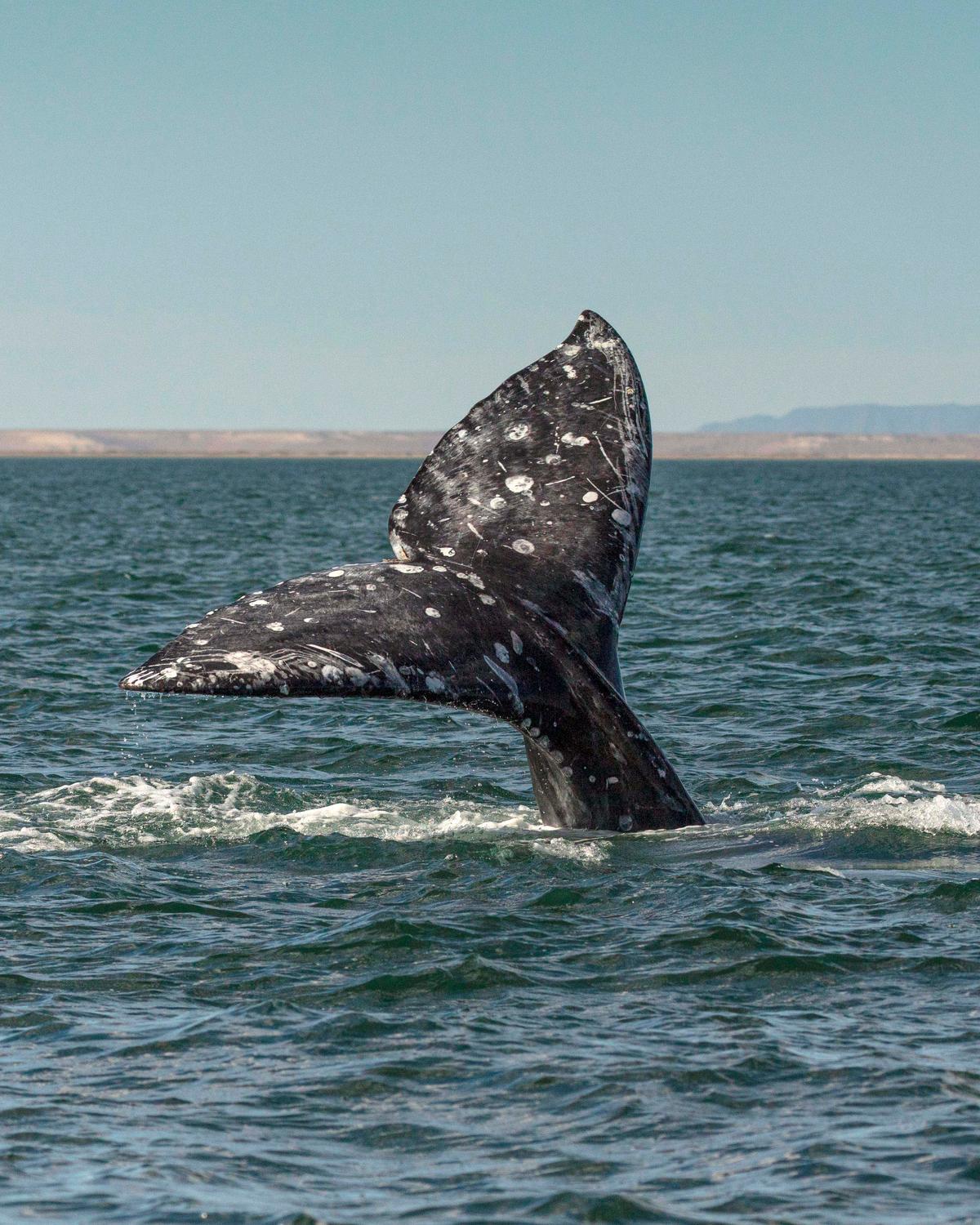 The tail end of a whale breaching. (Caters News)