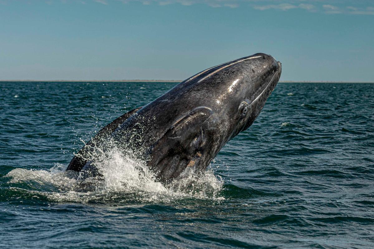 The whale was photographed breaching during the encounter. (Caters News)