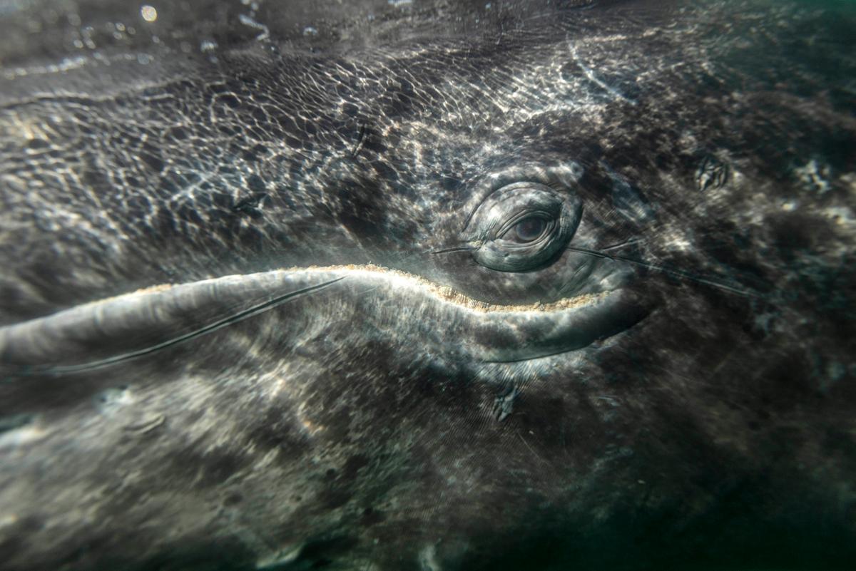 A closeup shot of the whale eyeing the camera underwater. (Caters News)