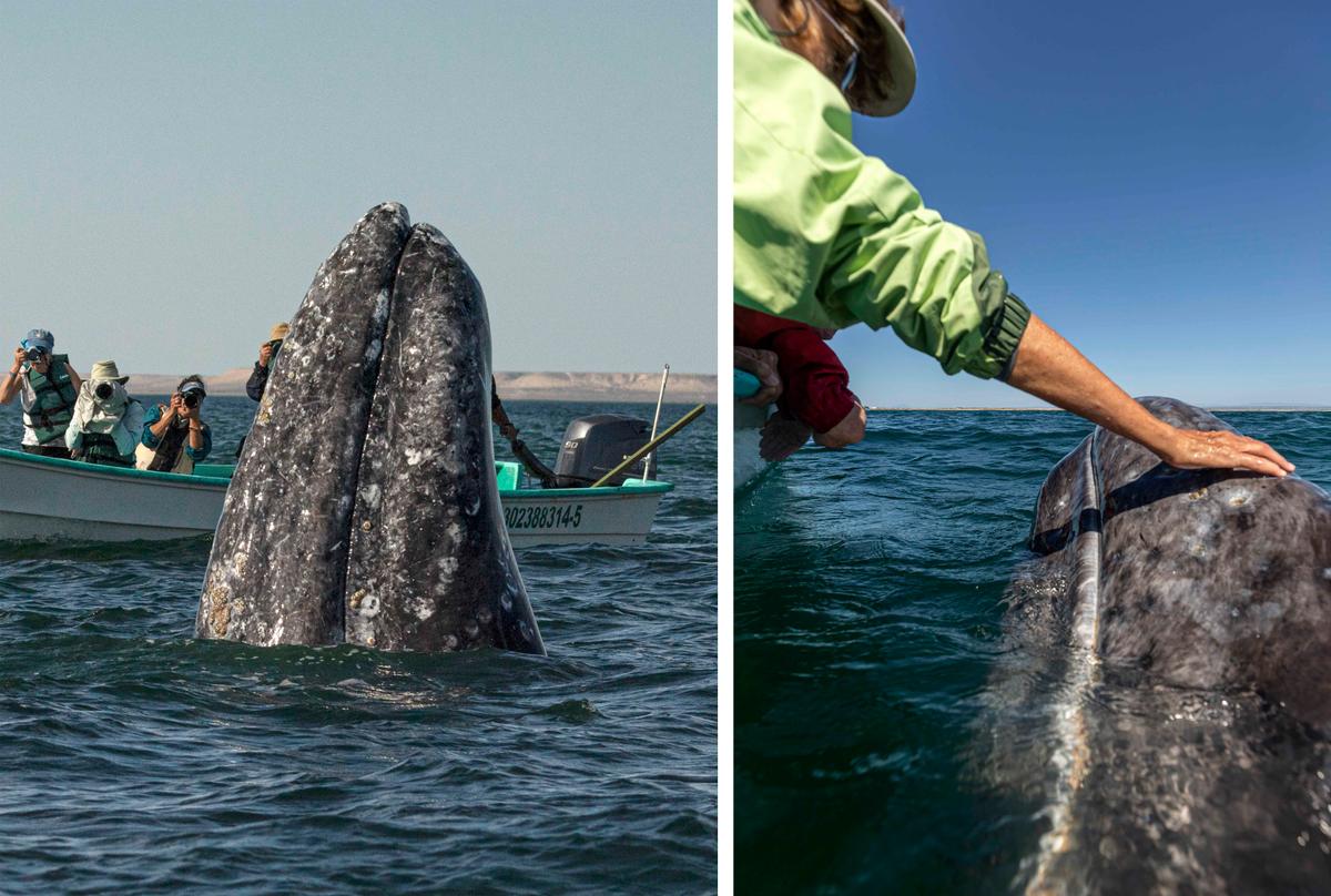The whale watchers had a close encounter after realizing the whale was right beside their boat. (Caters News)
