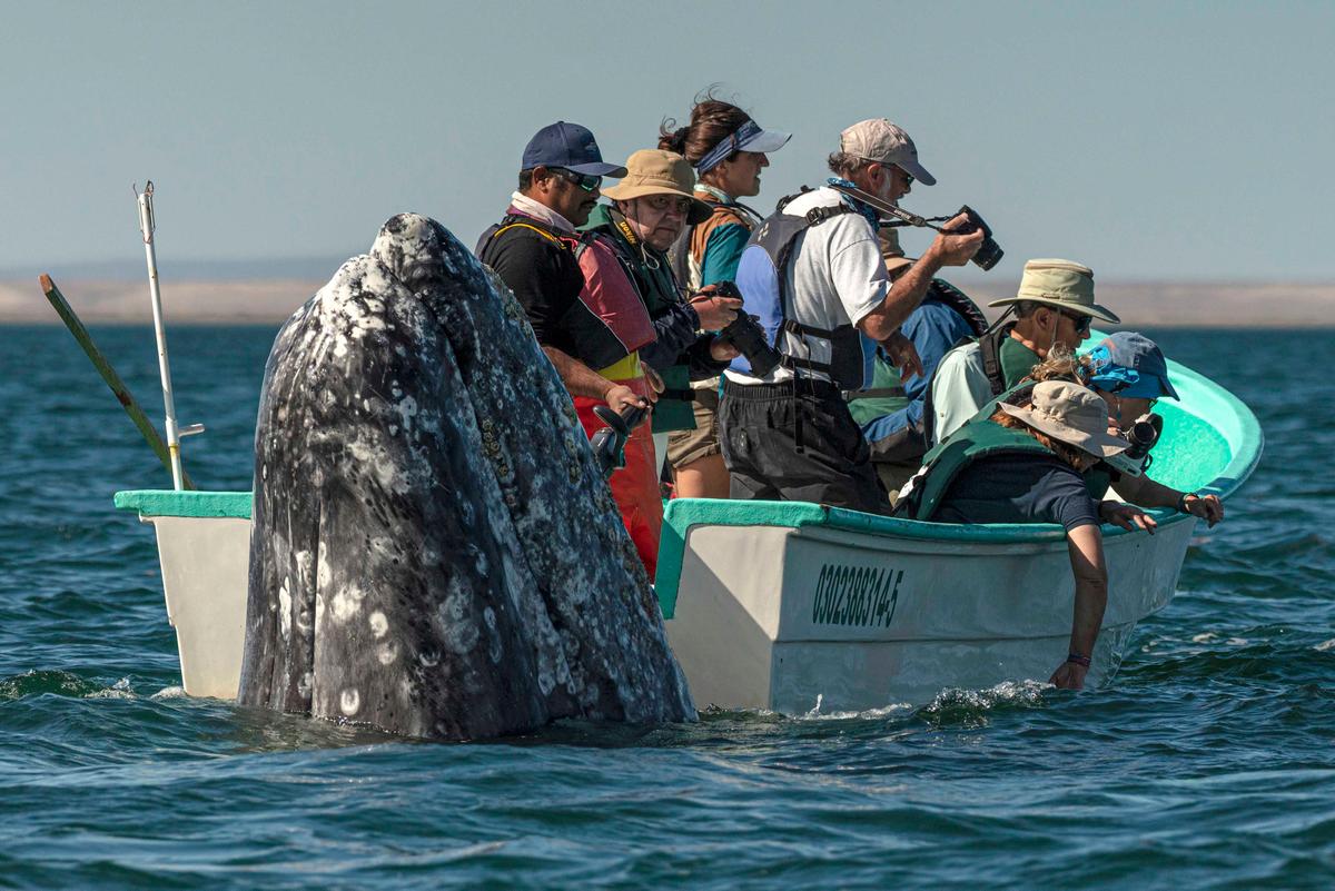 Whale watchers look in the wrong direction as a whale surfaces less than a foot from their boat. (Caters News)