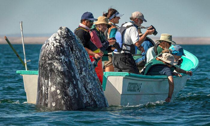 Photos Show Whale Watchers Failing to See Huge Whale Pop Up Right Beside Their Boat in Baja