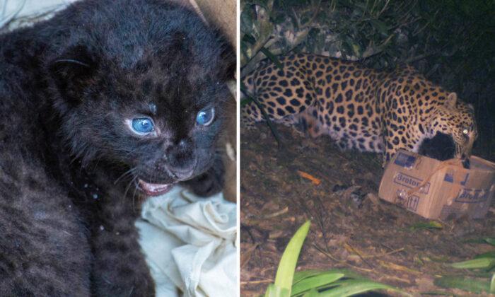 Rescue Team Reunites Leopard Cub With Mom After Finding the Infant Alone on a Tea Estate