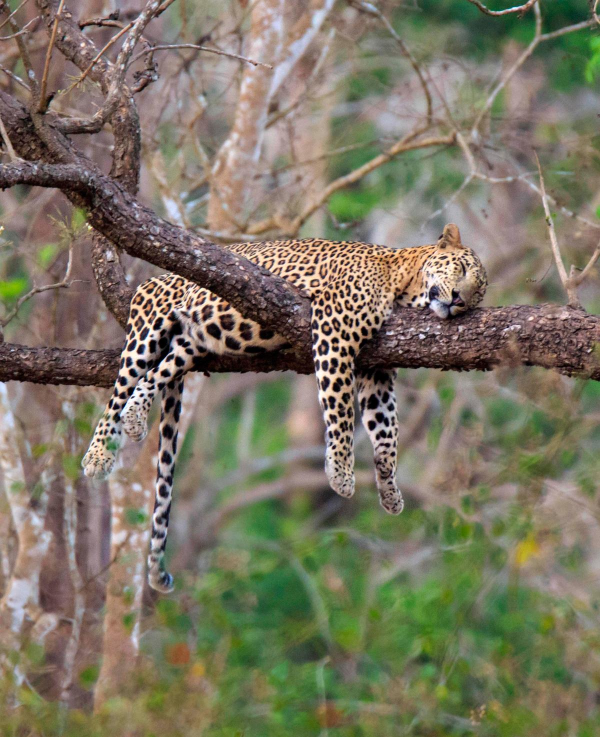 This tired leopard picked the perfect spot for a nap. (Caters News)