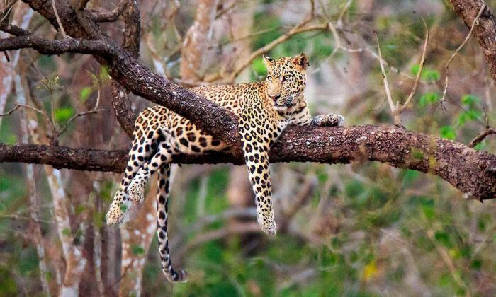 Photographer Snaps Stunning Pictures of Famed Leopard in India Hanging Out Lazily in a Tree