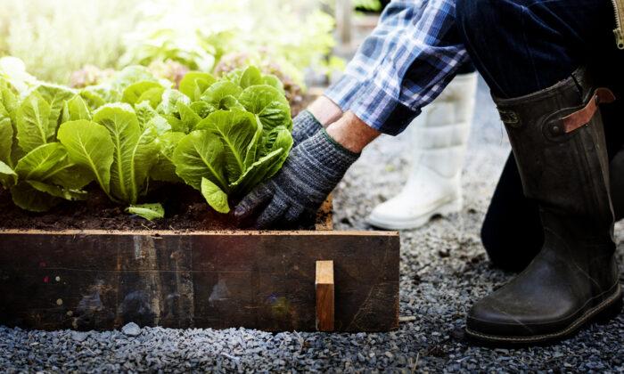 DIY Gardening Tips, Tricks, and Recipes