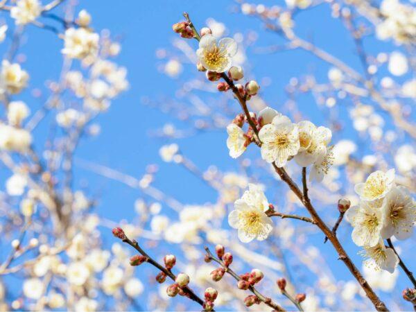 Ume blossoms herald spring in Japan. (ruiruito/Shutterstock)