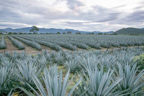 An agave plant takes around seven years to mature. (Juan Pablo Hinojosa/Shutterstock)