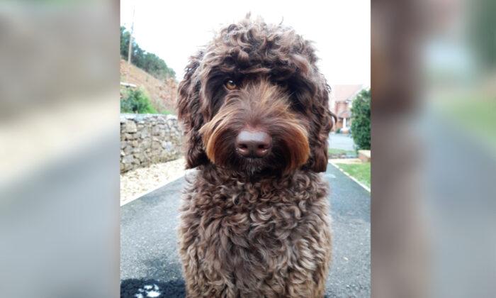 Therapy Dog Helps Prevent a Distressed Woman From Taking Her Own Life on a Motorway Bridge